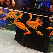 aquarium プリ画像