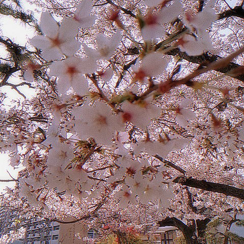 桜 満開の画像138点 完全無料画像検索のプリ画像 Bygmo