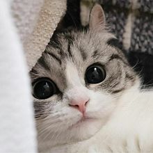 猫ちゃんの画像(動物 可愛いに関連した画像)