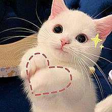 可愛い 動物 猫の画像18点 完全無料画像検索のプリ画像 Bygmo