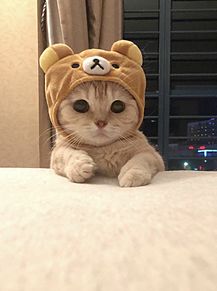 アニメ 可愛い 猫の画像213点 完全無料画像検索のプリ画像 Bygmo