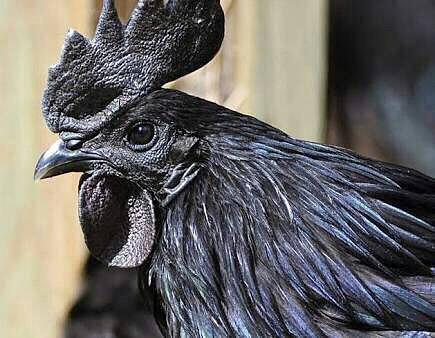 黒い鶏の画像(プリ画像)