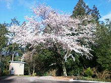 桜の画像(満開に関連した画像)
