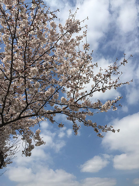 青空&桜の画像(プリ画像)