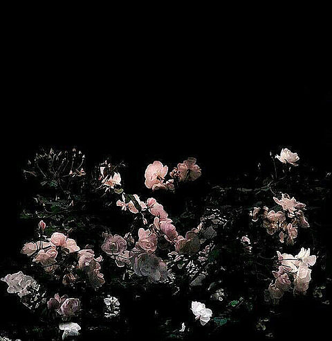 黒い 花の画像141点 完全無料画像検索のプリ画像 Bygmo