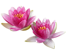 ベスト睡蓮 花 画像 最高の花の画像