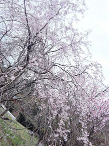 桜 サクラ プリ画像