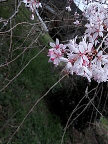 桜 サクラ プリ画像