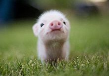 草原の子豚さん プリ画像