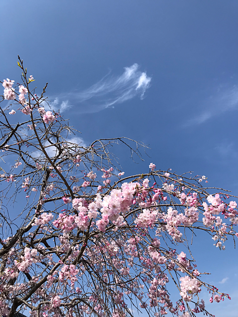 桜2の画像(プリ画像)