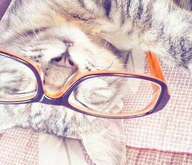 メガネ猫の画像 プリ画像