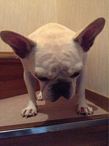 ブサカワ 犬の画像25点 完全無料画像検索のプリ画像 Bygmo