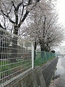 雪と桜 プリ画像