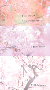 イラスト 桜 風景の画像26点 完全無料画像検索のプリ画像 Bygmo