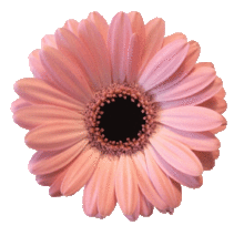 ガーベラ ピンク 花 背景透明の画像1点 完全無料画像検索のプリ画像 Bygmo