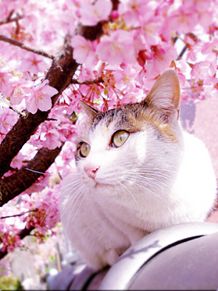 桜と猫 プリ画像