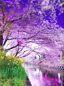 桜、菜の花、水面の画像(春 菜の花に関連した画像)