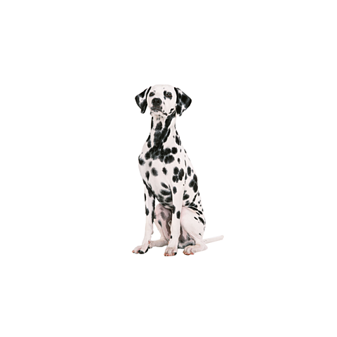 犬 白黒の画像97点 完全無料画像検索のプリ画像 Bygmo