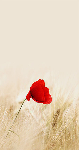 赤い花の画像(プリ画像)