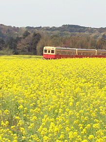 小湊鉄道&菜の花の画像(春 菜の花に関連した画像)