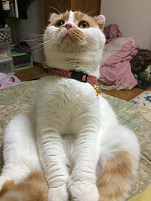 おもしろ かわいい 猫の画像724点 完全無料画像検索のプリ画像 Bygmo