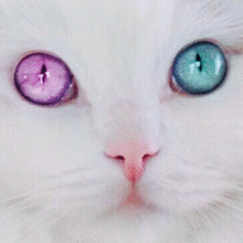 catの画像(albinoに関連した画像)