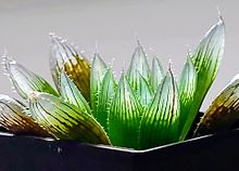 ハオルチア　雫絵巻パープルレンズ×ディアファナ 透明な植物の画像(砂漠に関連した画像)