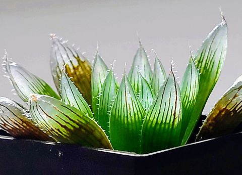 ハオルチア　雫絵巻パープルレンズ×ディアファナ 透明な植物の画像 プリ画像