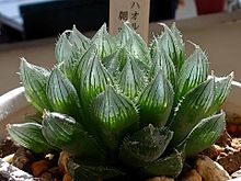 ハオルチア 朝露 宝石のような植物✨ プリ画像