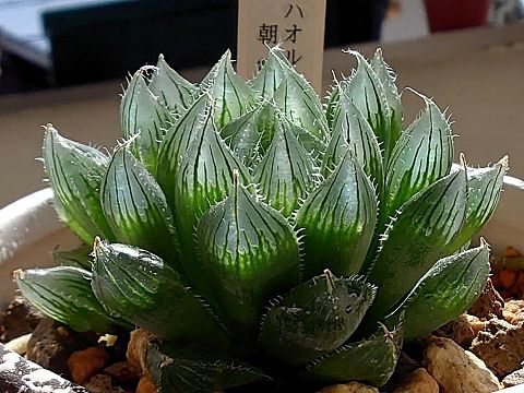 ハオルチア 朝露 透明な植物✨の画像 プリ画像