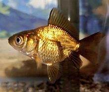 金色の金魚✨の画像(金魚に関連した画像)