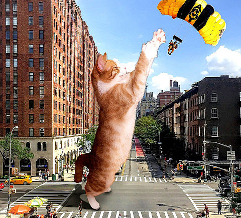 進撃の巨猫🐈️猫の日の画像 プリ画像