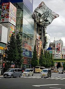 進撃の巨猫🐈️猫の日 プリ画像