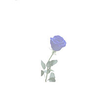 青い薔薇の画像93点 完全無料画像検索のプリ画像 Bygmo