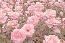 可愛い お花の画像1553点 完全無料画像検索のプリ画像 Bygmo