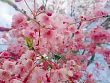 桜 かわいい 風景の画像170点 完全無料画像検索のプリ画像 Bygmo