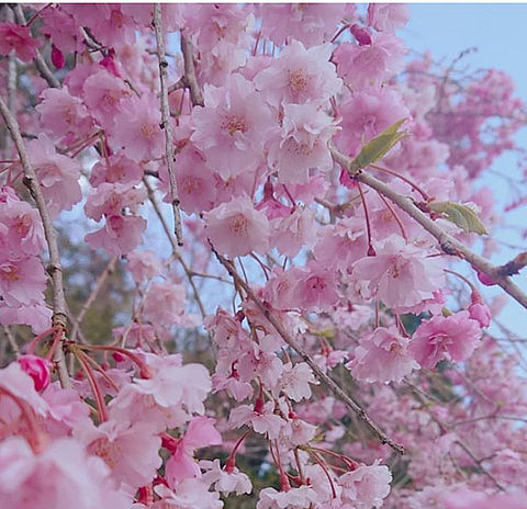 桜 かわいい 風景の画像171点 完全無料画像検索のプリ画像 Bygmo