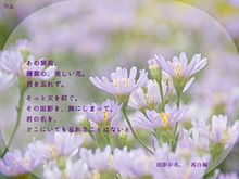 キミノ名ヲ。 真白編 〜紫苑〜の画像(紫苑 花言葉 恋愛に関連した画像)