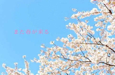 春 桜の画像(プリ画像)