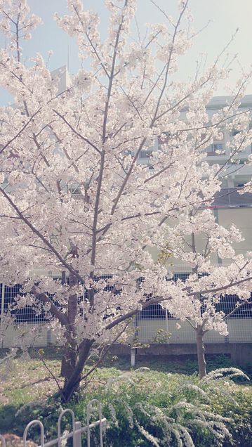 桜✨の画像(プリ画像)