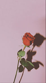 薔薇の画像(roasに関連した画像)