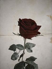 薔薇 おしゃれの画像1597点 ページ目 完全無料画像検索のプリ画像 Bygmo