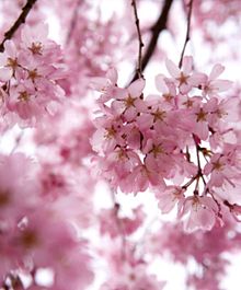 桜 花びら 壁紙の画像35点 完全無料画像検索のプリ画像 Bygmo