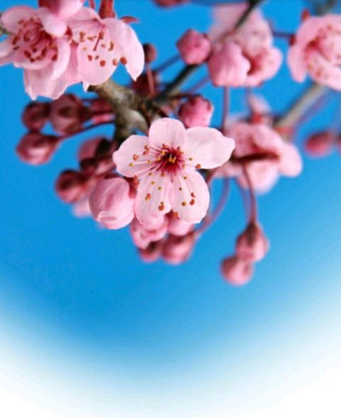 桜・チェリーブロッサムの画像(プリ画像)