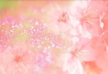桜・チェリーブロッサムの画像(チェリーブロッサムに関連した画像)