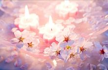 桜・チェリーブロッサムの画像(チェリーブロッサムに関連した画像)