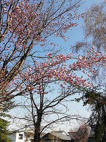 桜 プリ画像