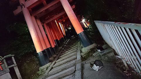 京都で🐮の画像 プリ画像
