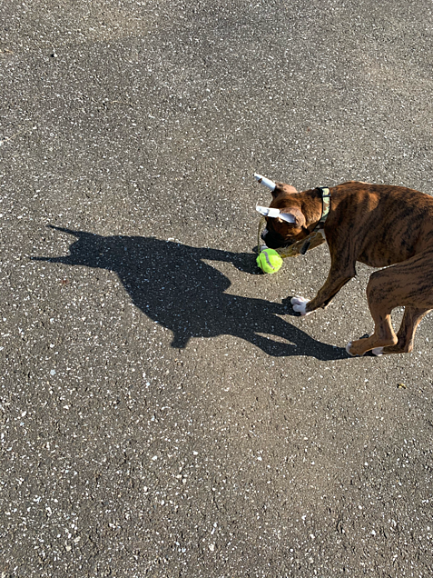カッコイイかわいい犬ボクサー犬の画像 プリ画像