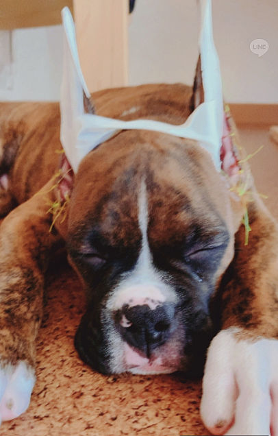 カッコイイかわいい犬ボクサー犬の画像(プリ画像)